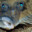 Chaos_Flounder's player profile icon